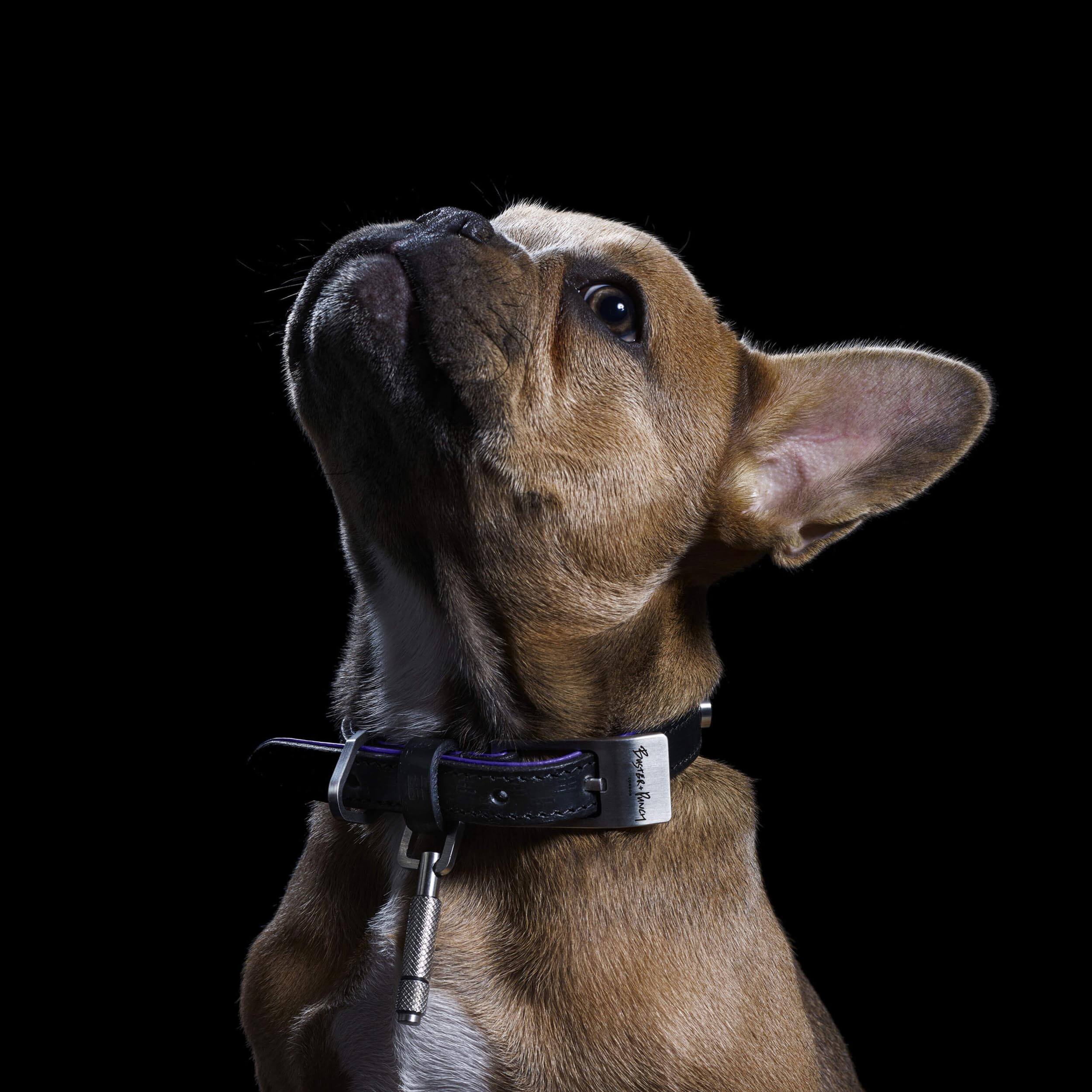 Buster and Punch Dog Collar and Lead Steel