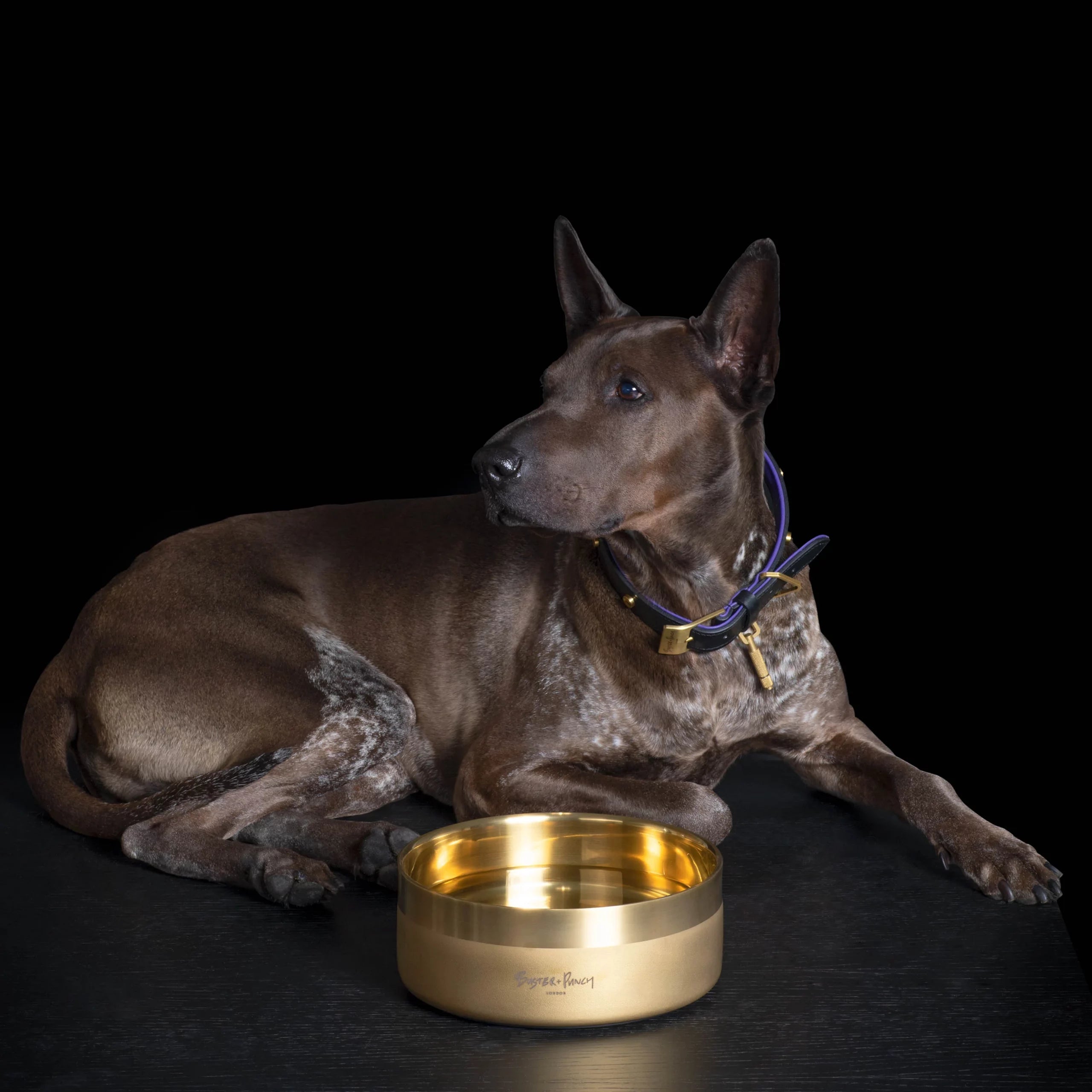 Buster and Punch Dog Bowl | Panik Design