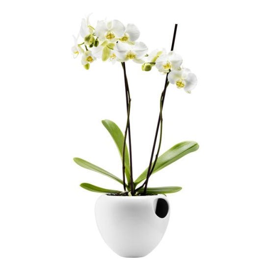 Eva Solo Orchid Pot White | Panik Design